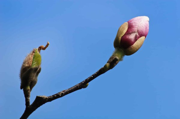 Qui peut bénéficier des soins en gemmothérapie ?