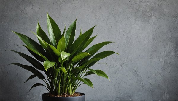 Découvrez les plantes idéales sur www.pepinierestenoux.fr